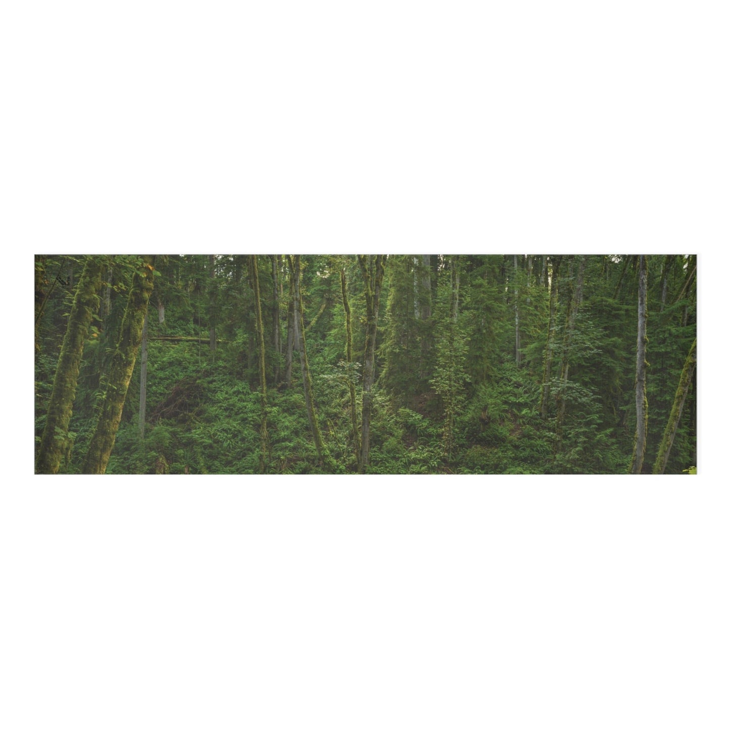 Forest Bathing